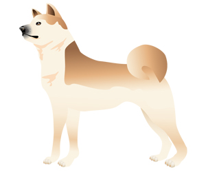 サンプル　日本犬-5
