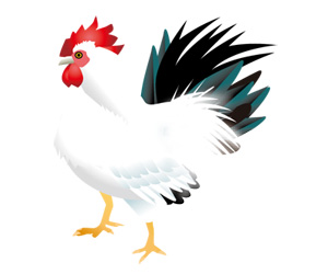サンプル シンプルな鶏・白-1